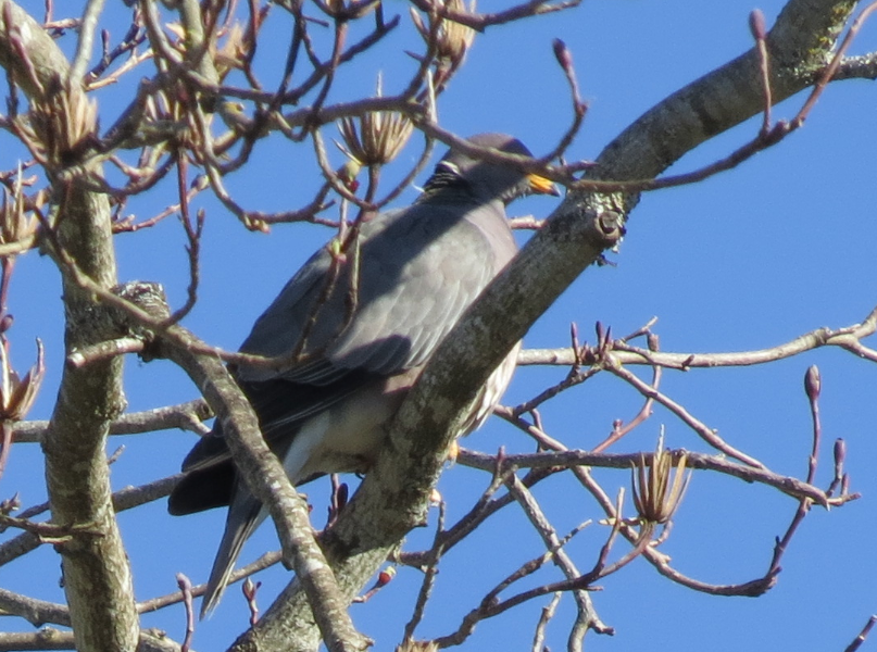 Band-tailed Pigeon - ML419397191