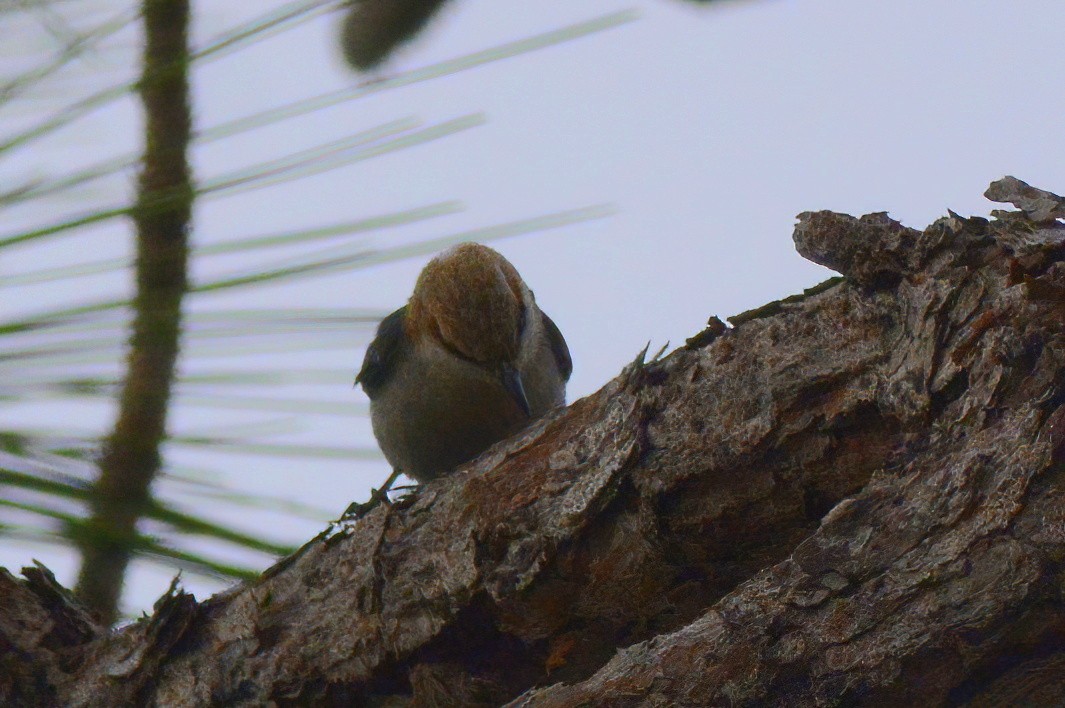 Brown-headed Nuthatch - ML419397881