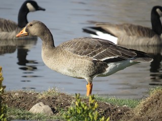 Greater White-fronted Goose, ML41939791