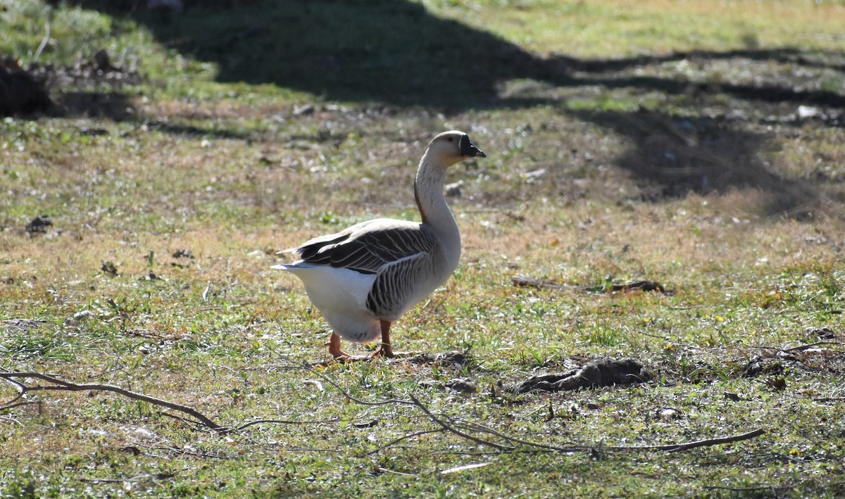 Swan Goose (Domestic type) - ML419402211