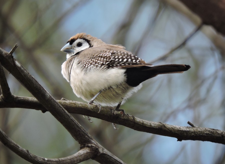 Double-barred Finch - Mark Ley