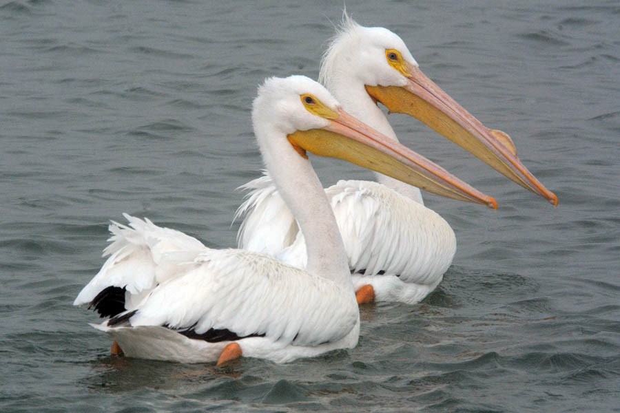 American White Pelican - Troy Hibbitts
