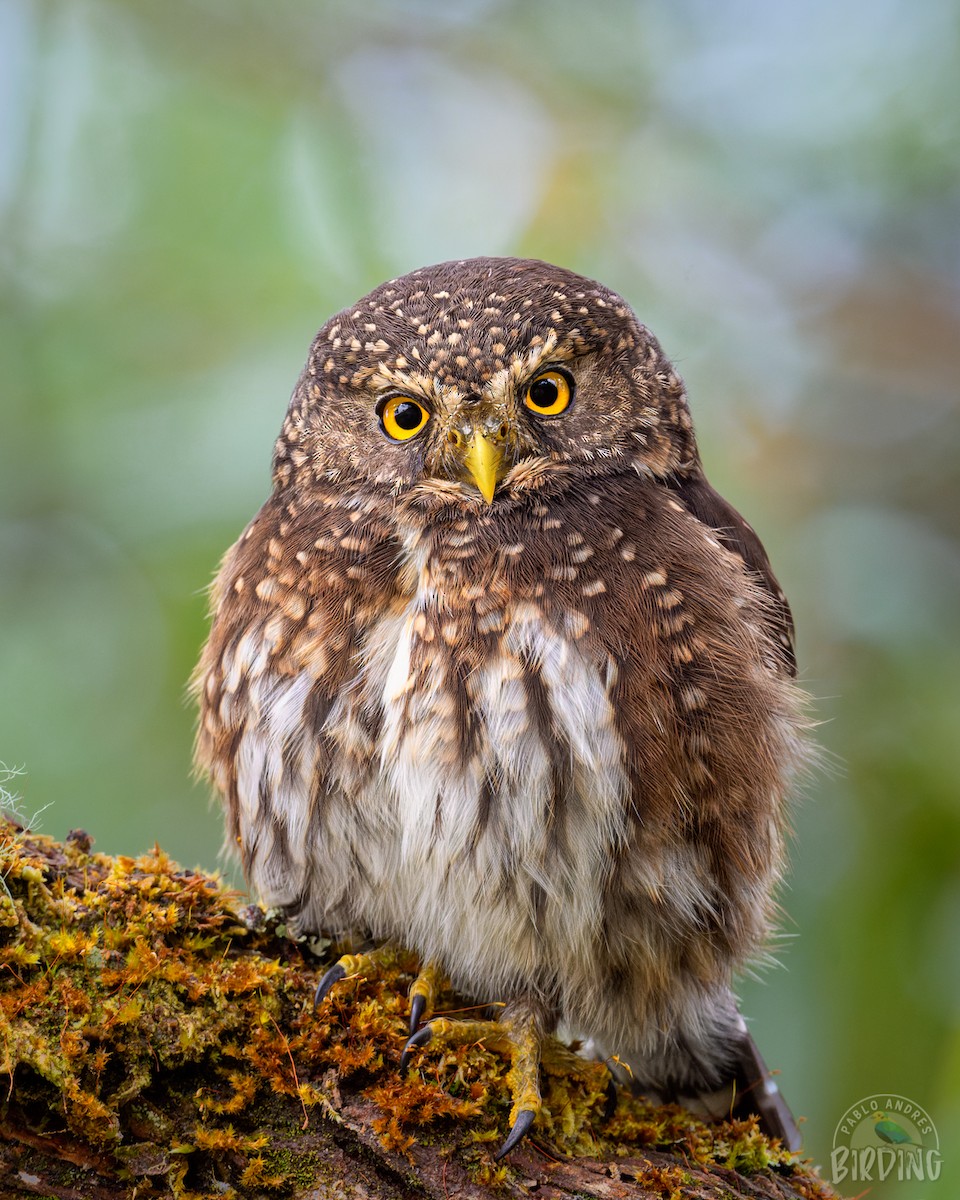Andean Pygmy-Owl - ML419422501
