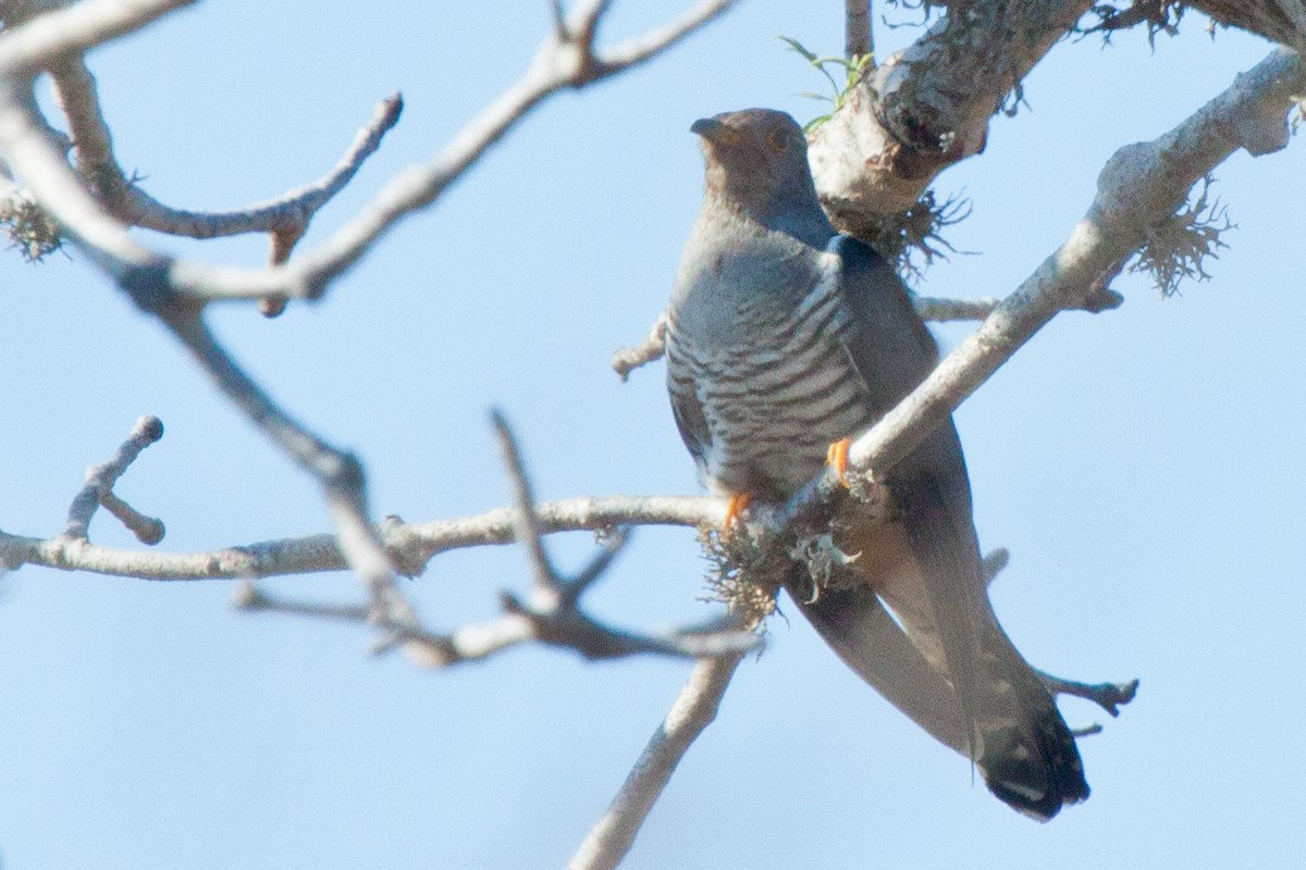 Madagascar Cuckoo - ML419425491