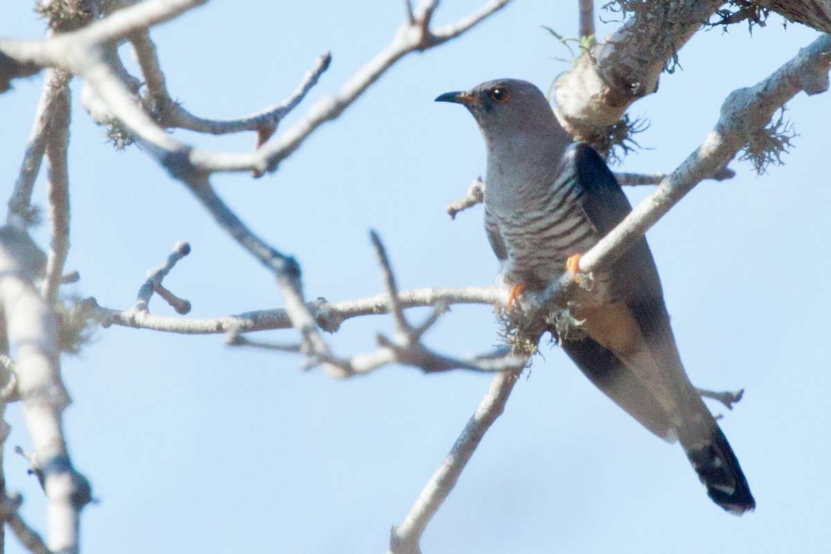 Madagascar Cuckoo - ML419425601