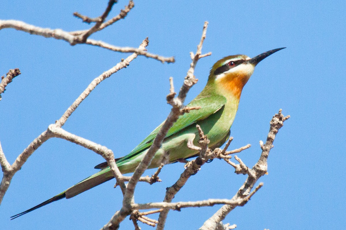 Madagascar Bee-eater - ML419426311