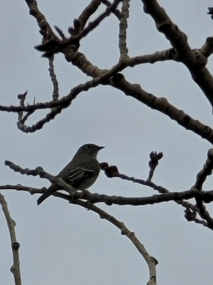 Townsend's Solitaire - ML419430451