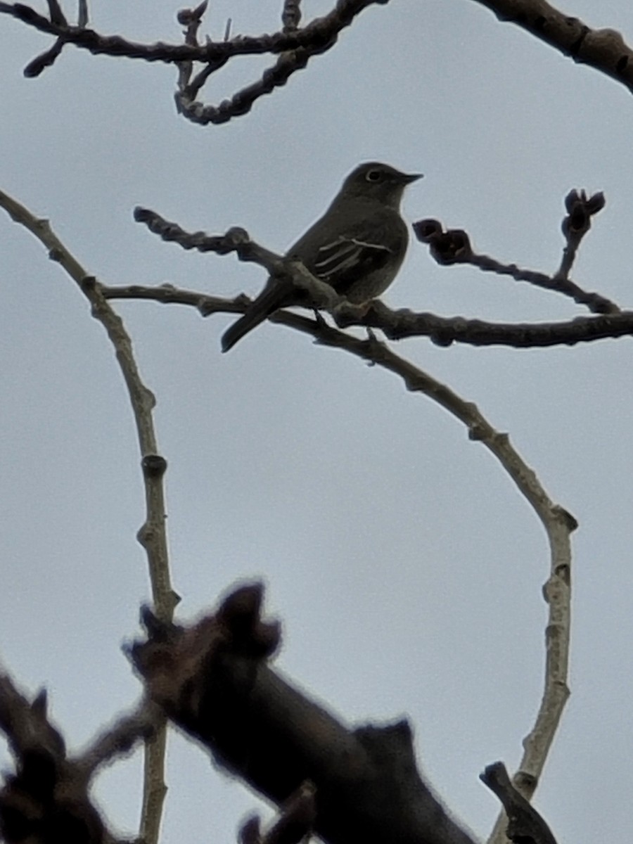 Townsend's Solitaire - ML419430461