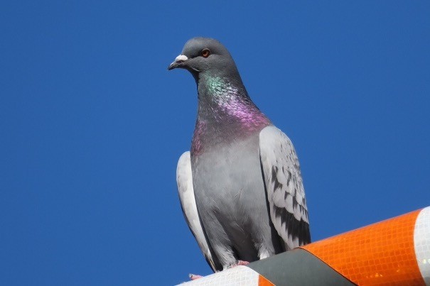 Rock Pigeon (Feral Pigeon) - ML41944101