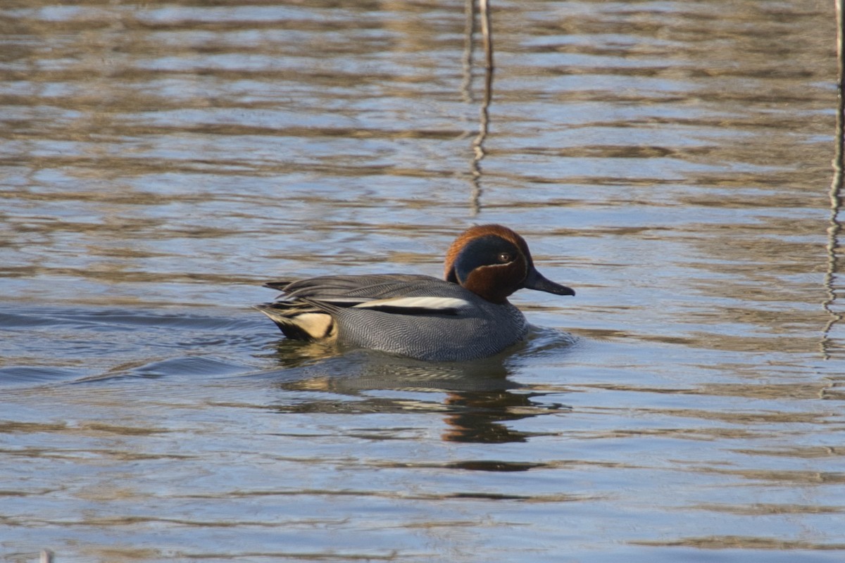 Green-winged Teal - ML419448031