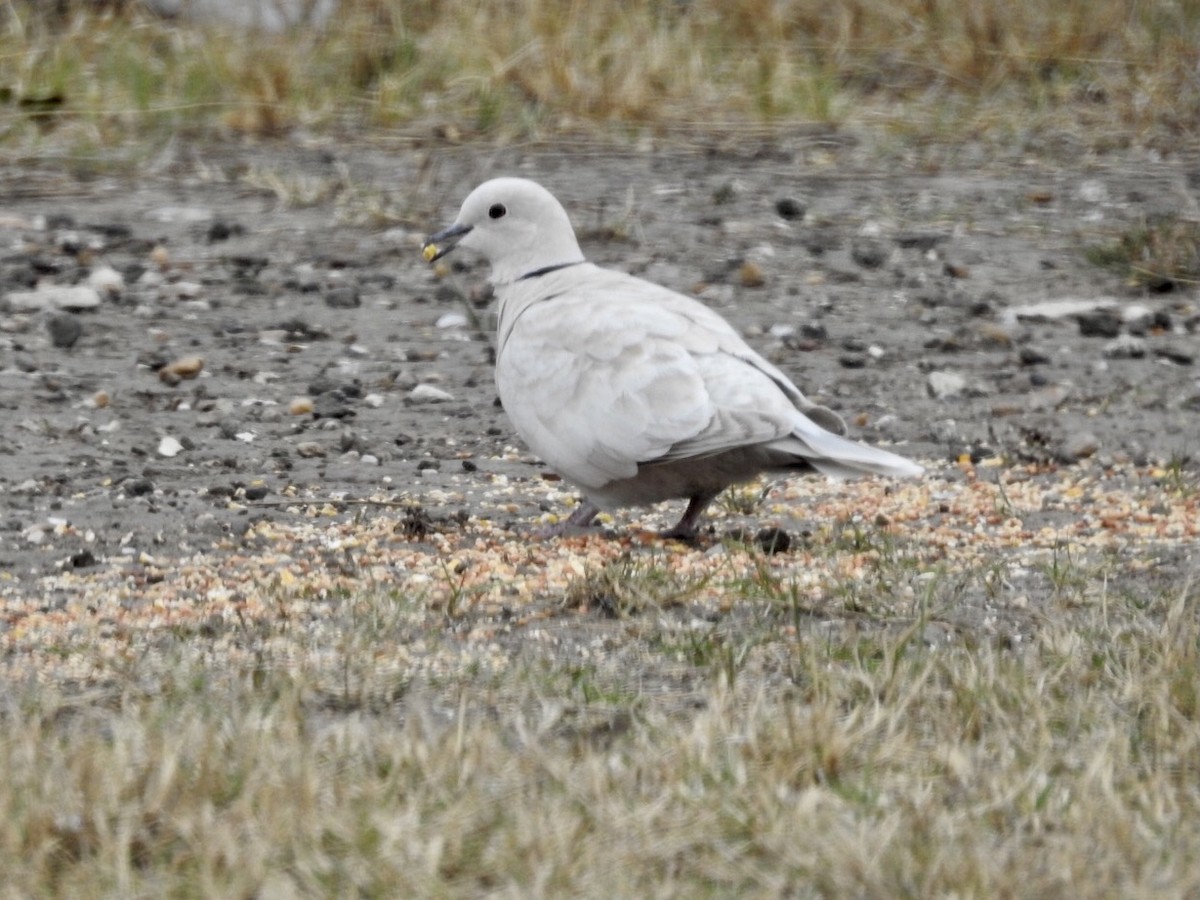 Eurasian Collared-Dove - ML419453911
