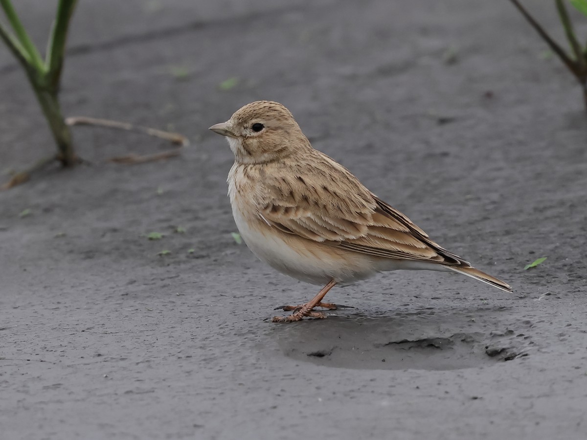 Rus uy qurilishi xususiy havaskor porno