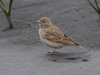  - Asian Short-toed Lark