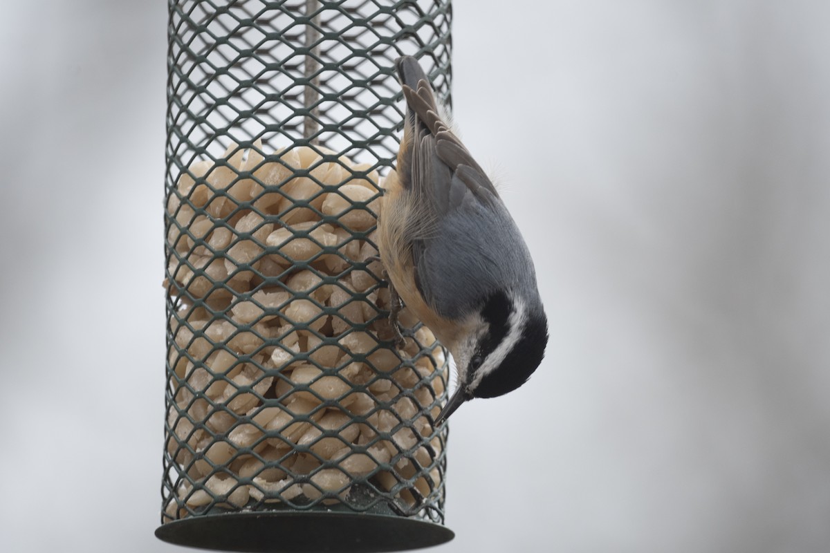 Red-breasted Nuthatch - ML419460301