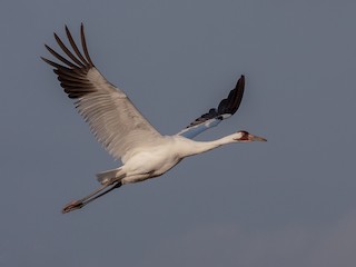  - Whooping Crane