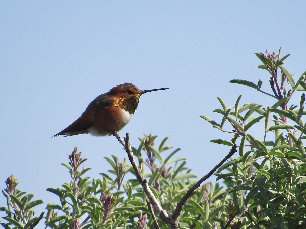 Allen's Hummingbird - ML419462991