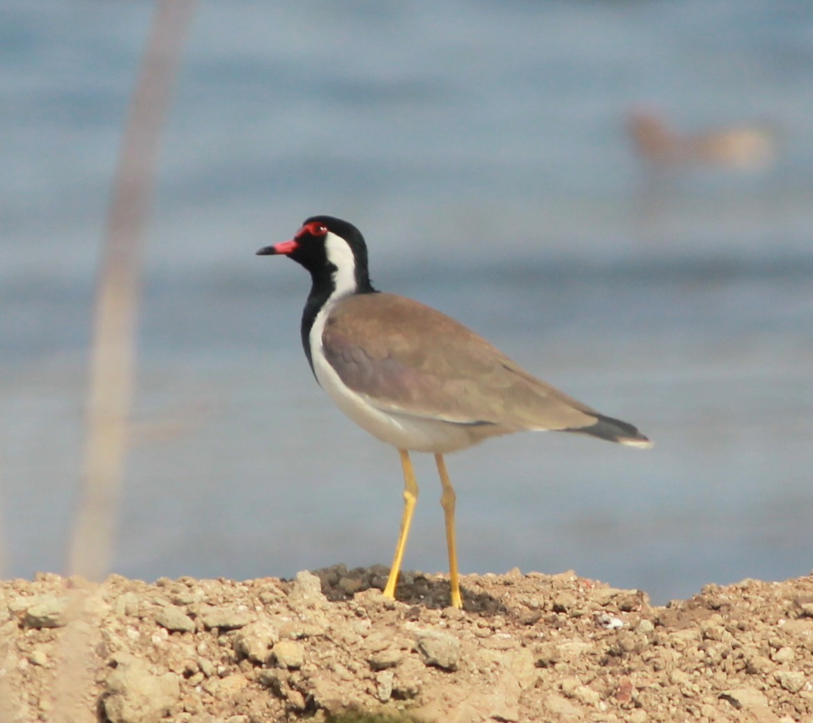 Red-wattled Lapwing - Uday Sant