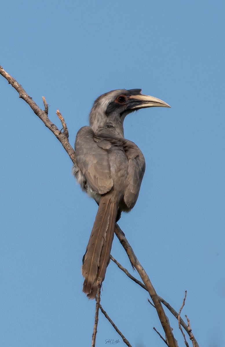 Indian Gray Hornbill - Abu Birder