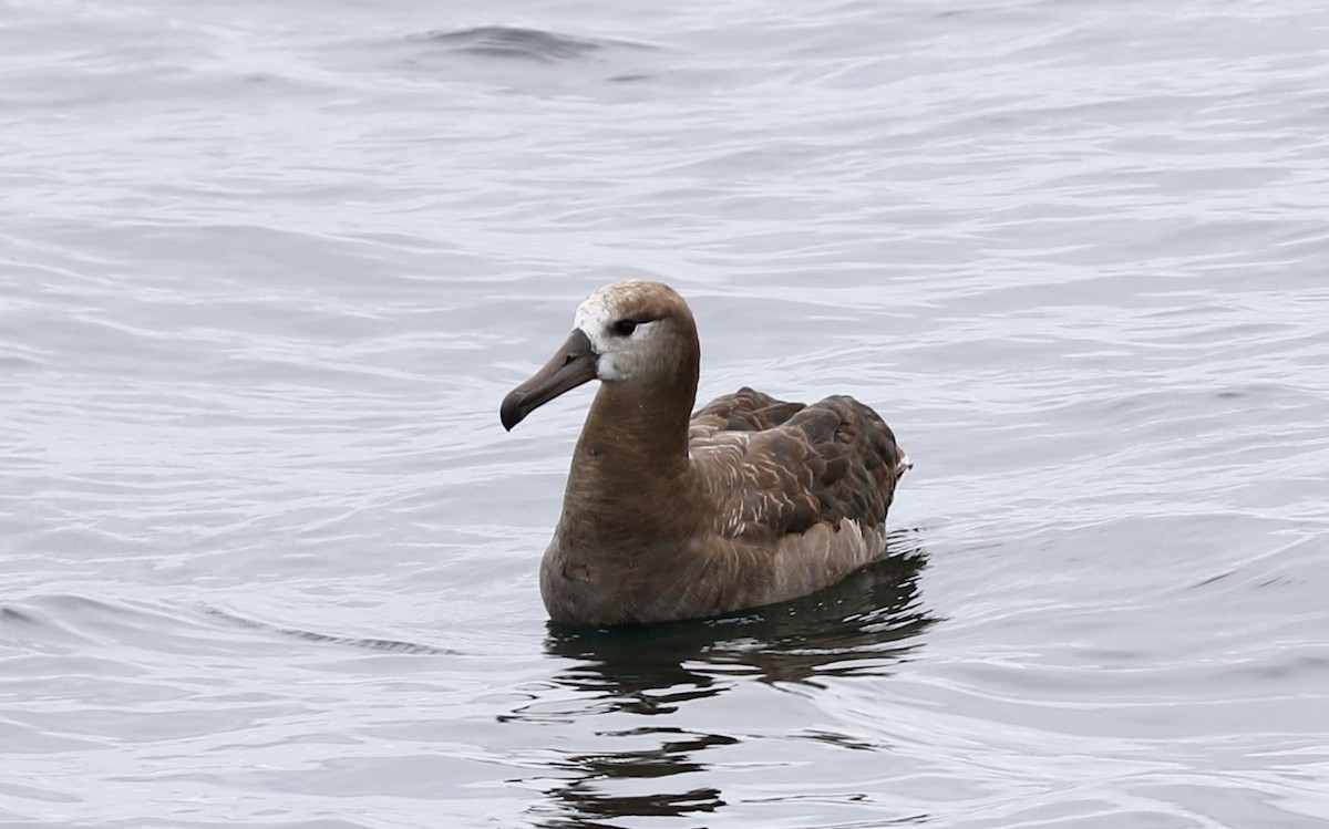 Black-footed Albatross - Dave Bengston