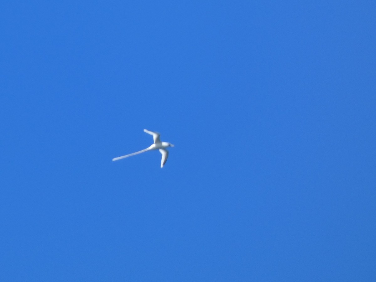 White-tailed Tropicbird - Barry Mast