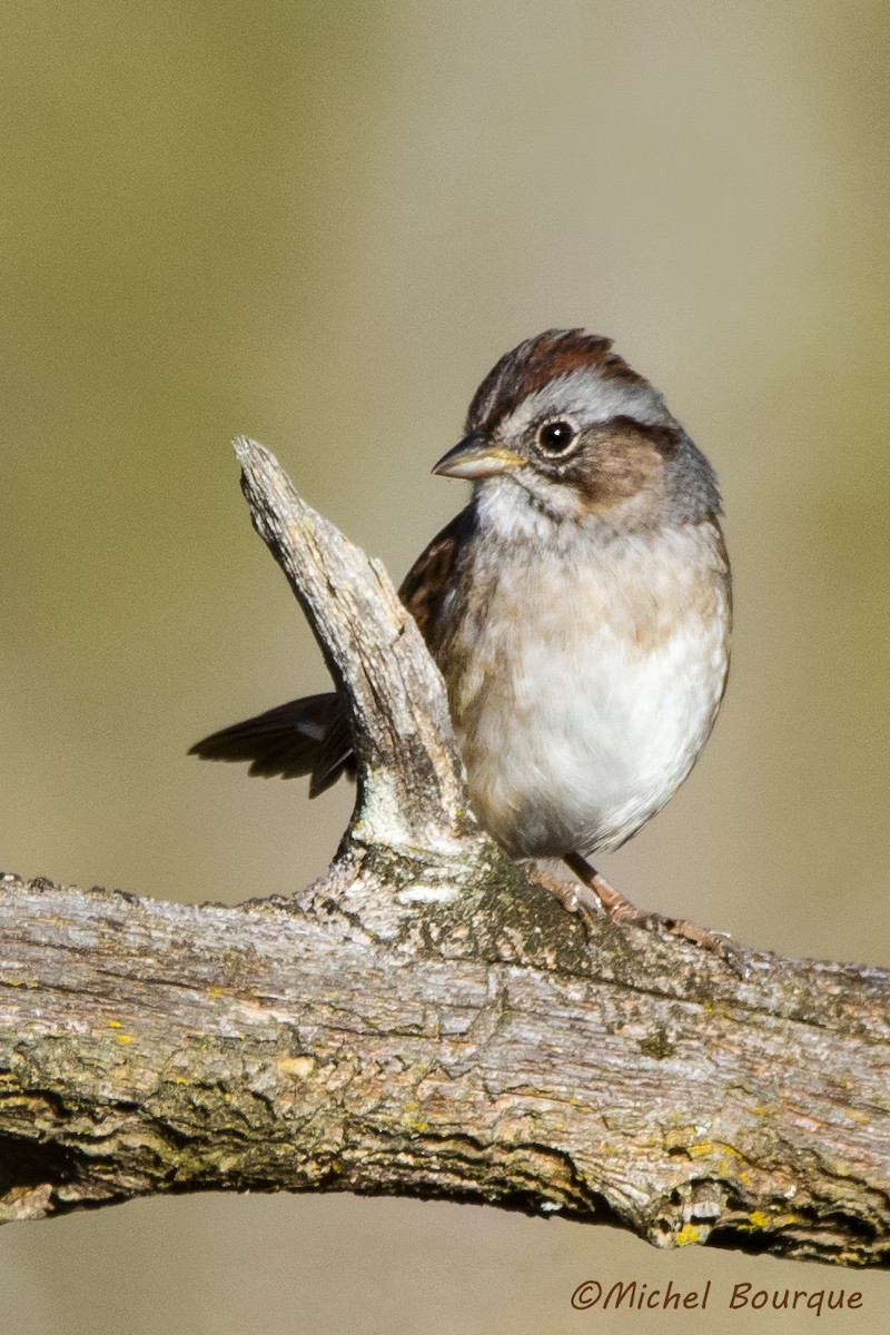 Swamp Sparrow - ML41948331