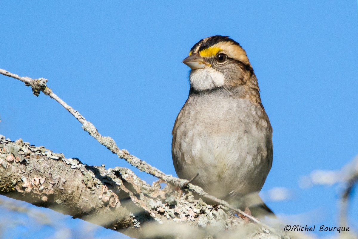 White-throated Sparrow - ML41948401