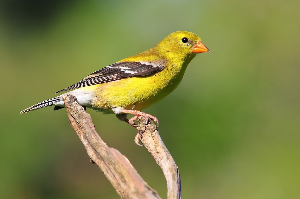American Goldfinch - Malcolm Gold