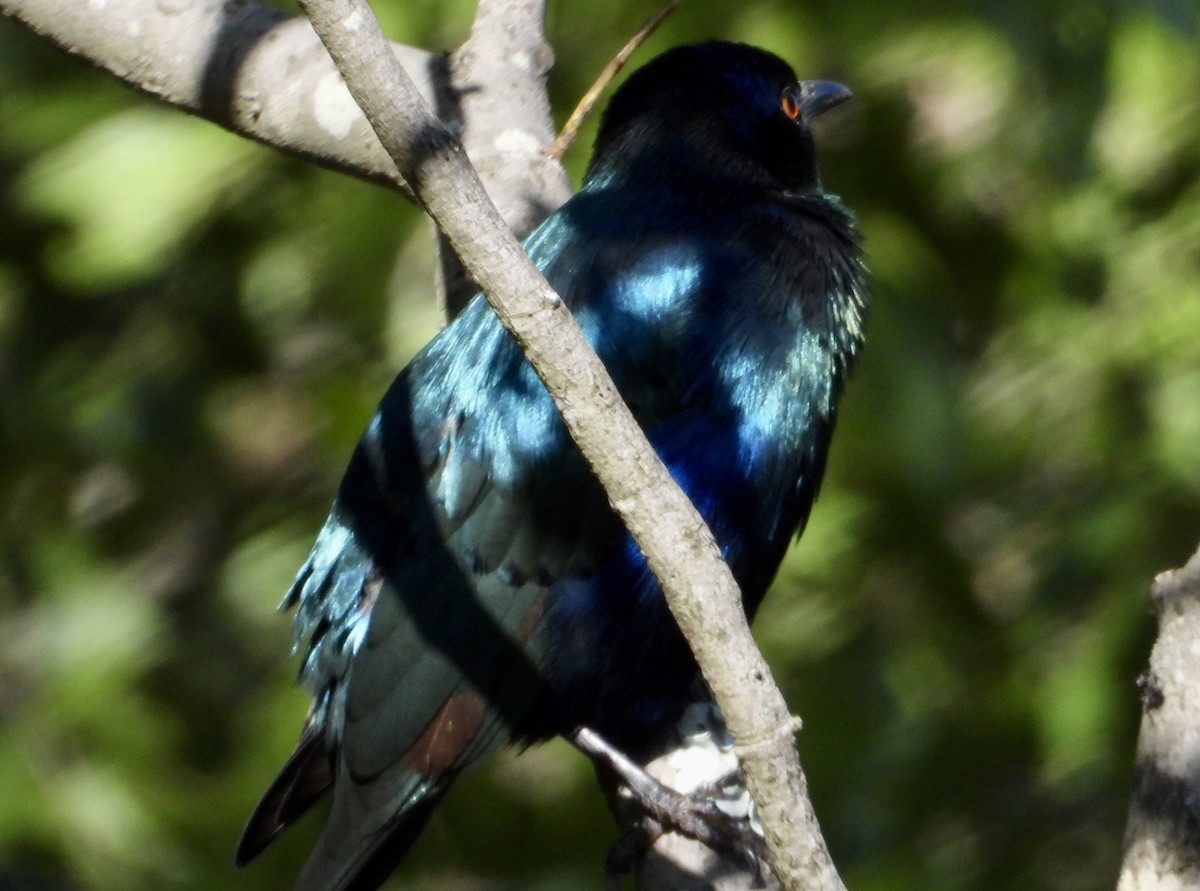 Lesser Blue-eared Starling (Miombo) - ML419485391