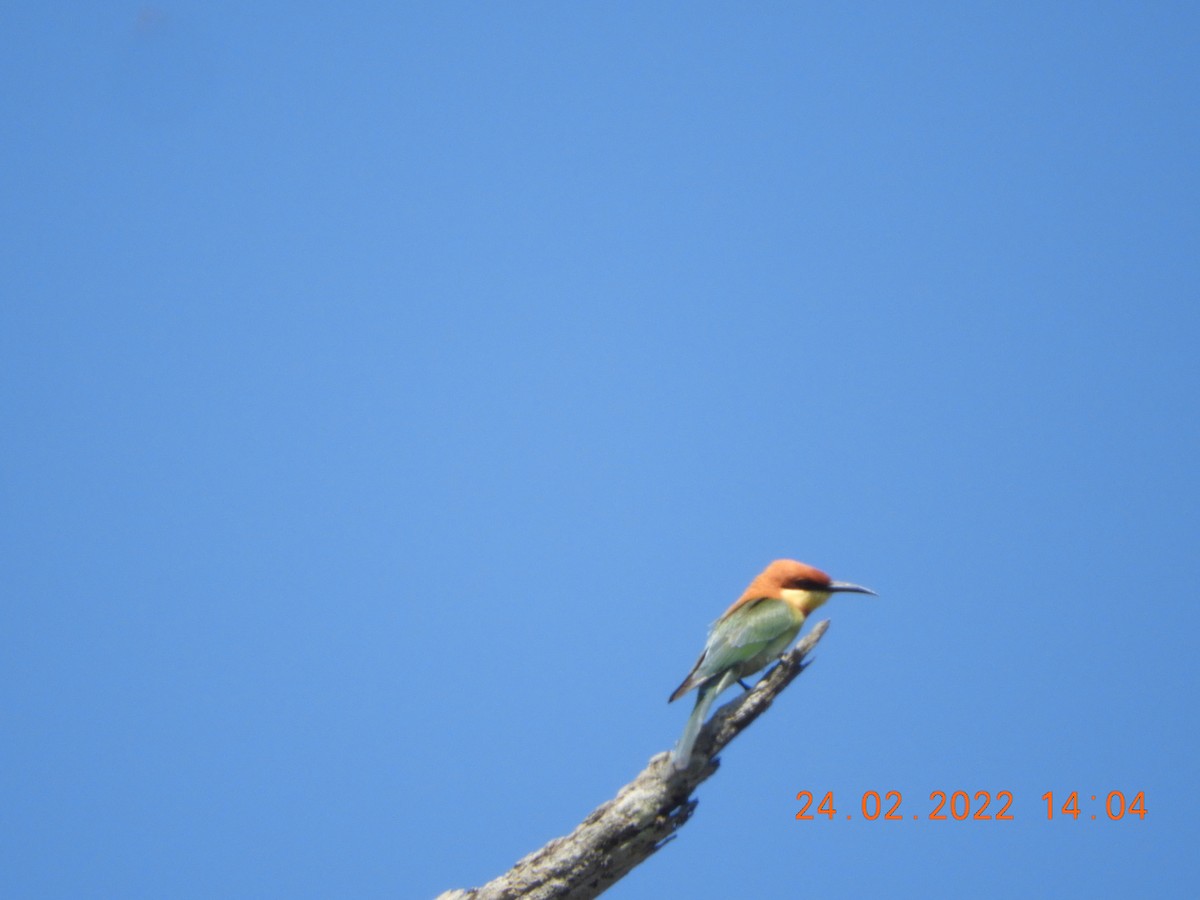 Chestnut-headed Bee-eater - ML419485741
