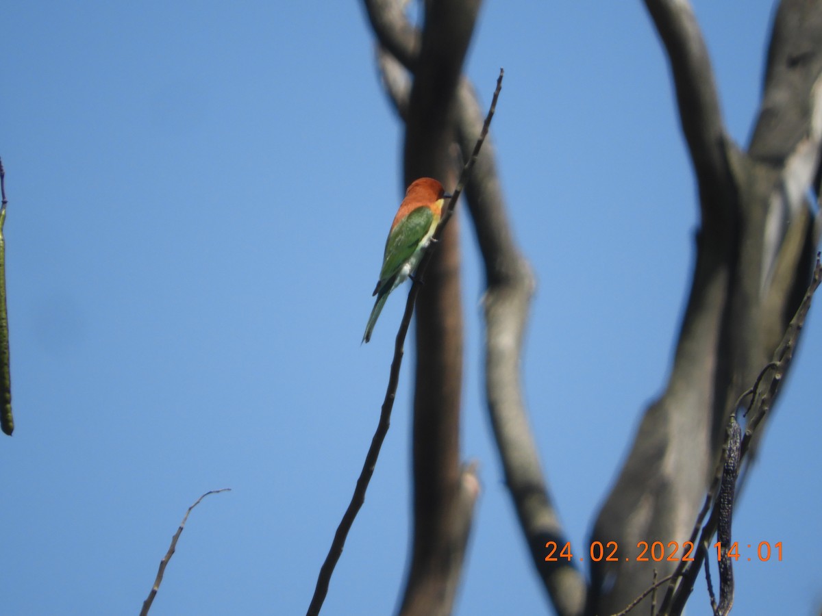 Chestnut-headed Bee-eater - ML419485751