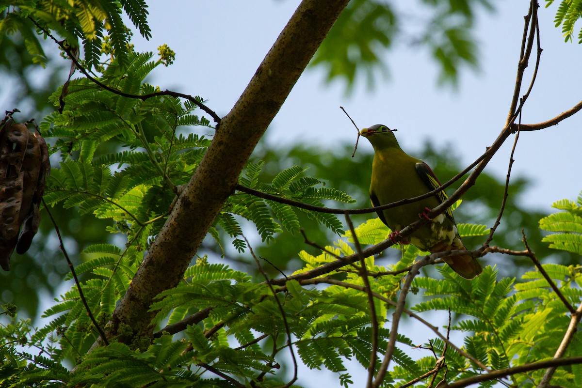 Thick-billed Green-Pigeon - ML419489641