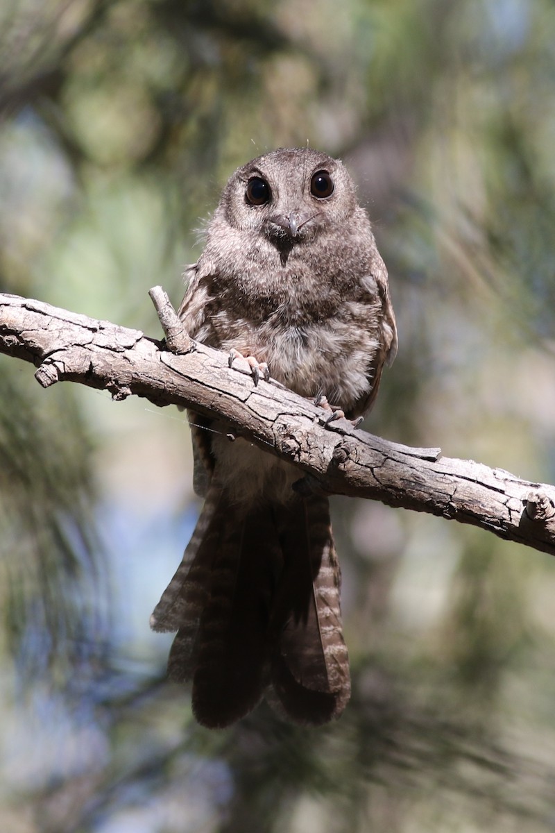 Australian Owlet-nightjar - ML419495471