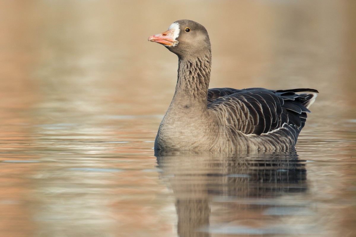 Greater White-fronted Goose - ML419498561