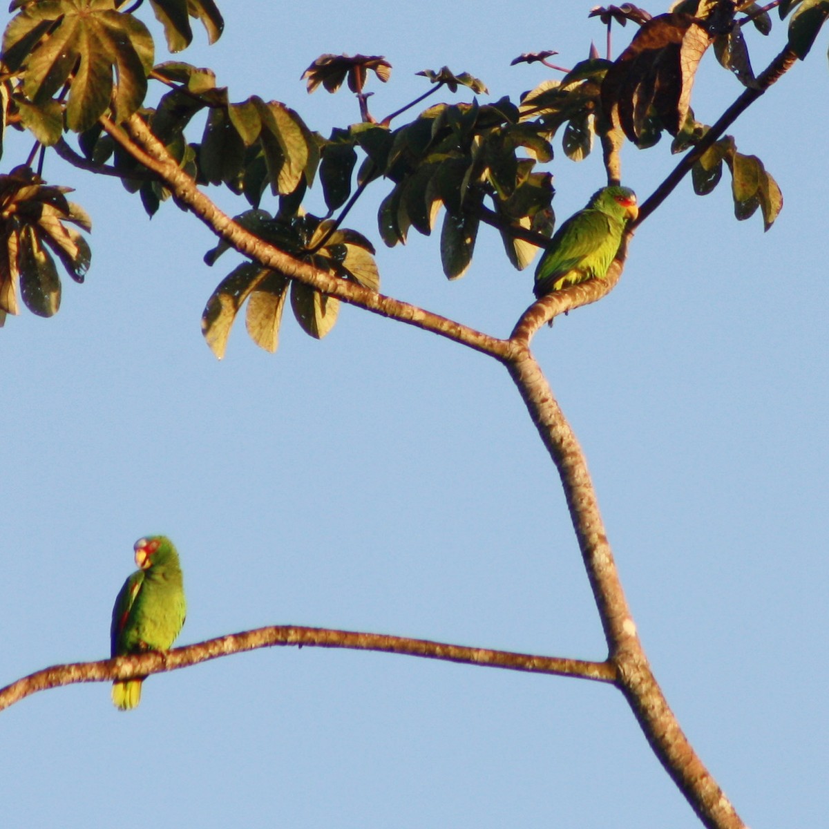 White-fronted Parrot - ML419505591