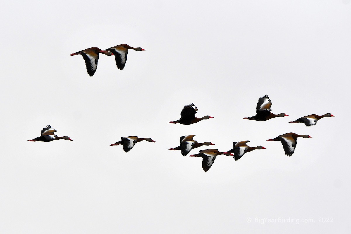 Black-bellied Whistling-Duck - Ethan Whitaker