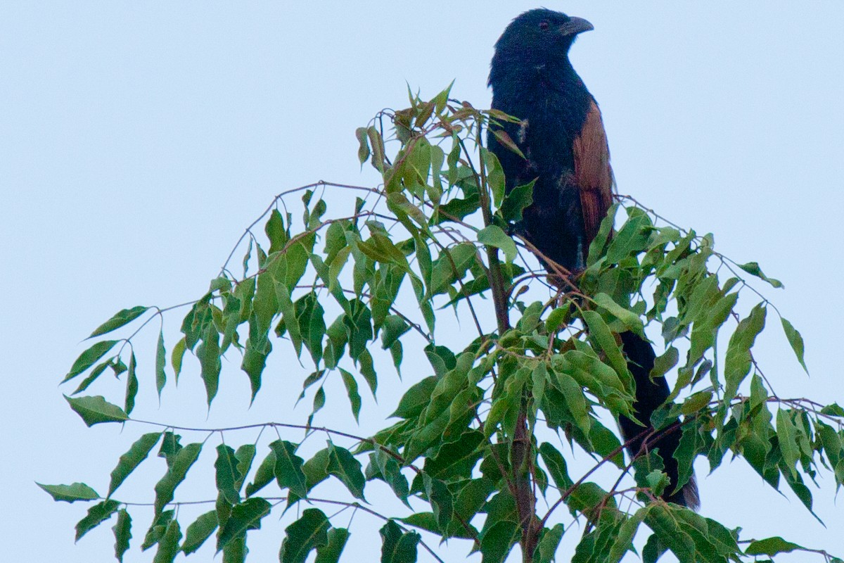 Malagasy Coucal - ML419509671
