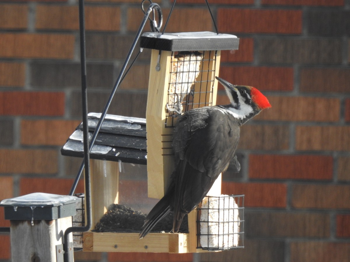 Pileated Woodpecker - ML419518131
