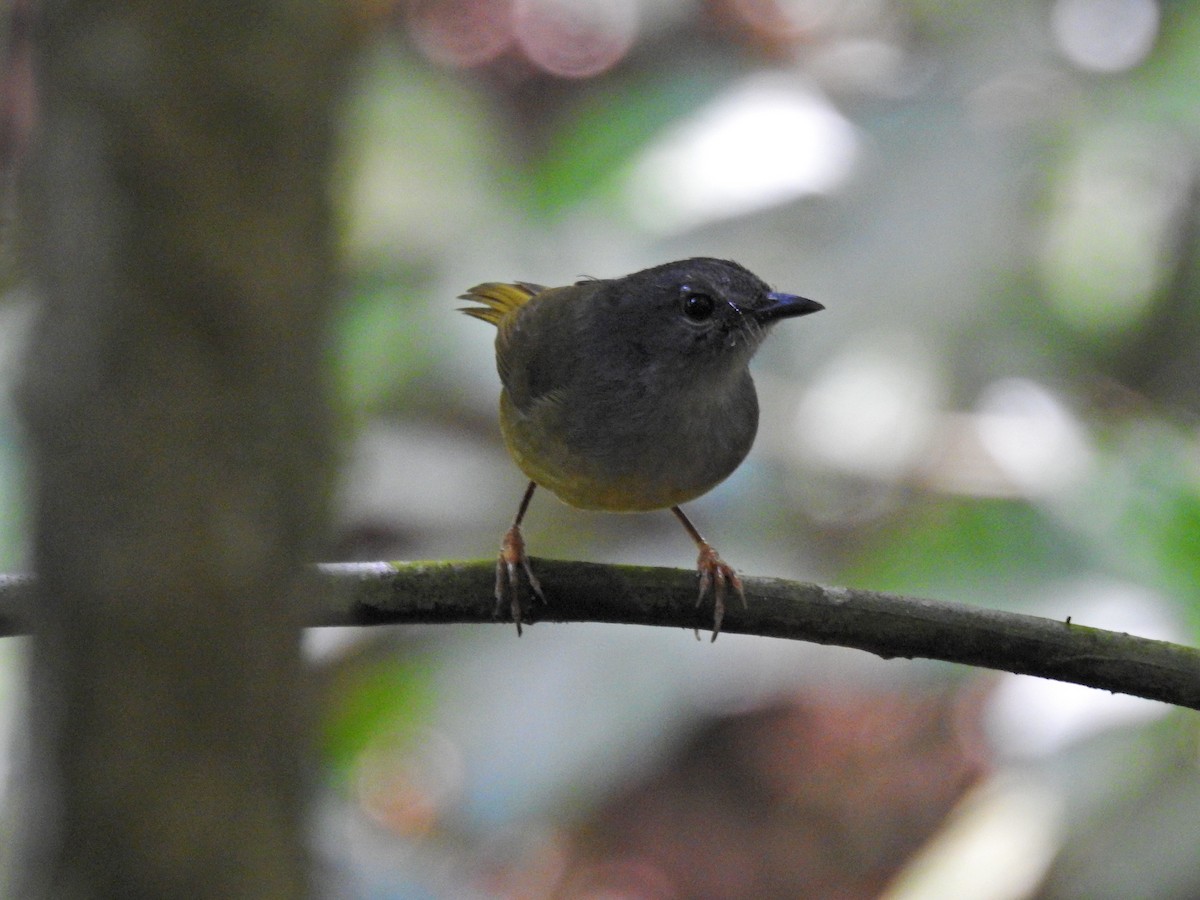 Gray-throated Warbler - ML419525341