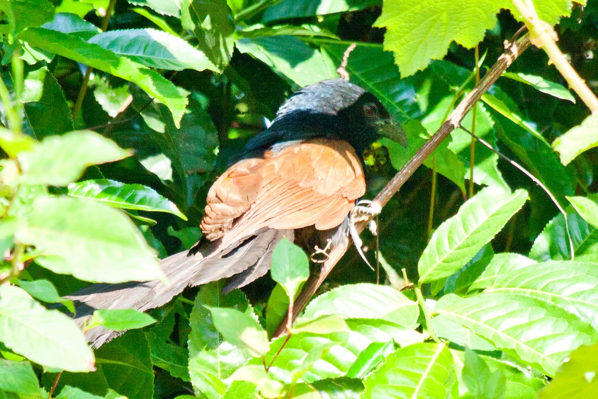 Malagasy Coucal - ML419526361