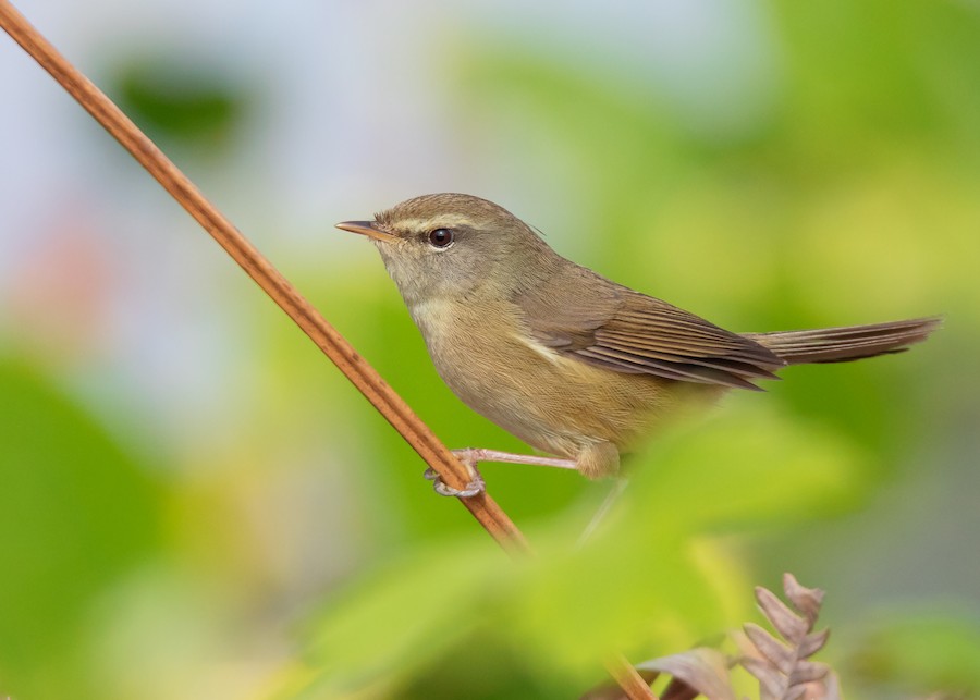 Aberrant Bush Warbler (Perplexing) - eBird