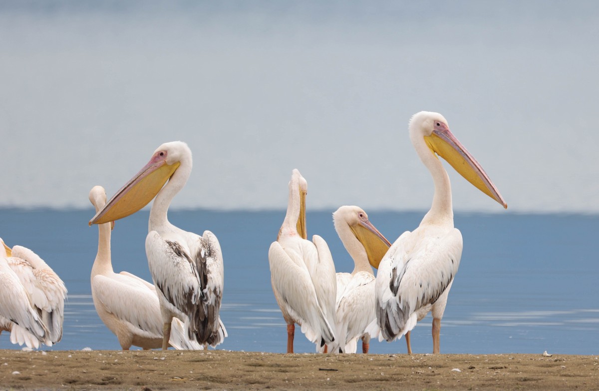 Pink-backed Pelican - Raymond  Birkelund