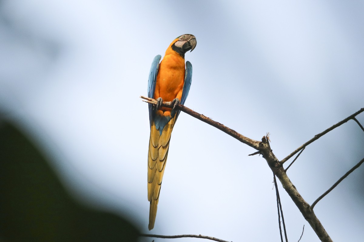 Blue-and-yellow Macaw - Jefferson Shank
