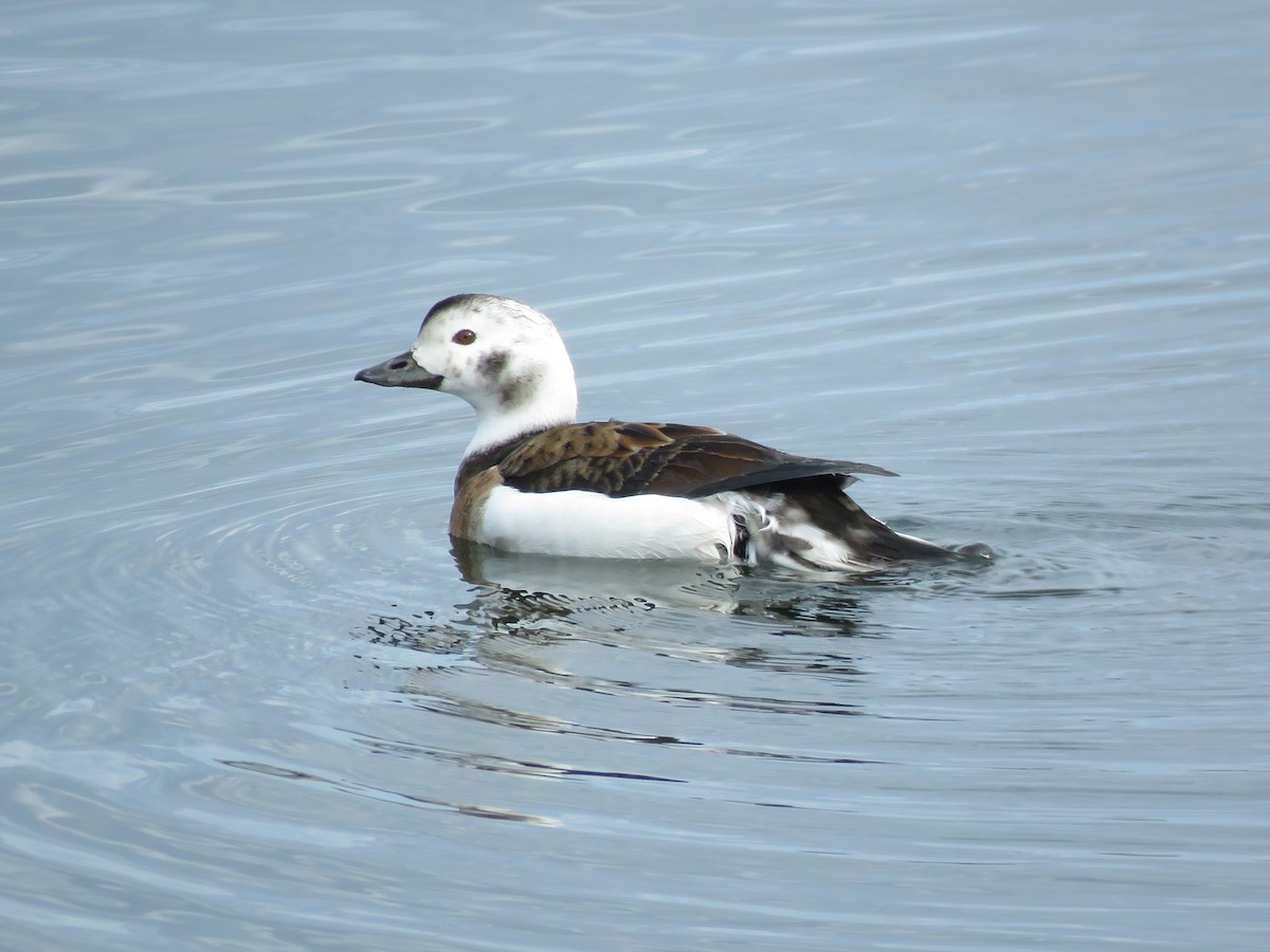 Long-tailed Duck - ML419537901
