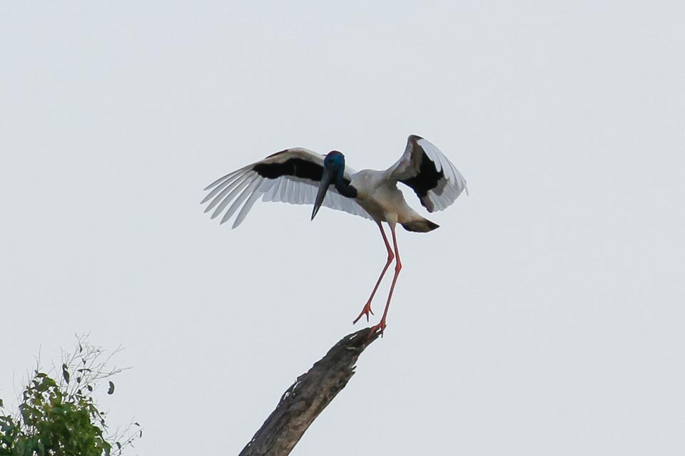 Black-necked Stork - ML41954001