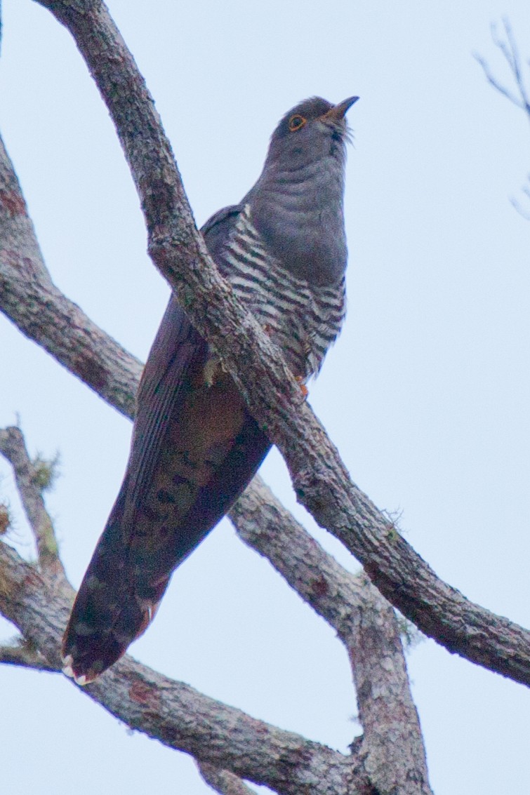 Madagascar Cuckoo - ML419540761