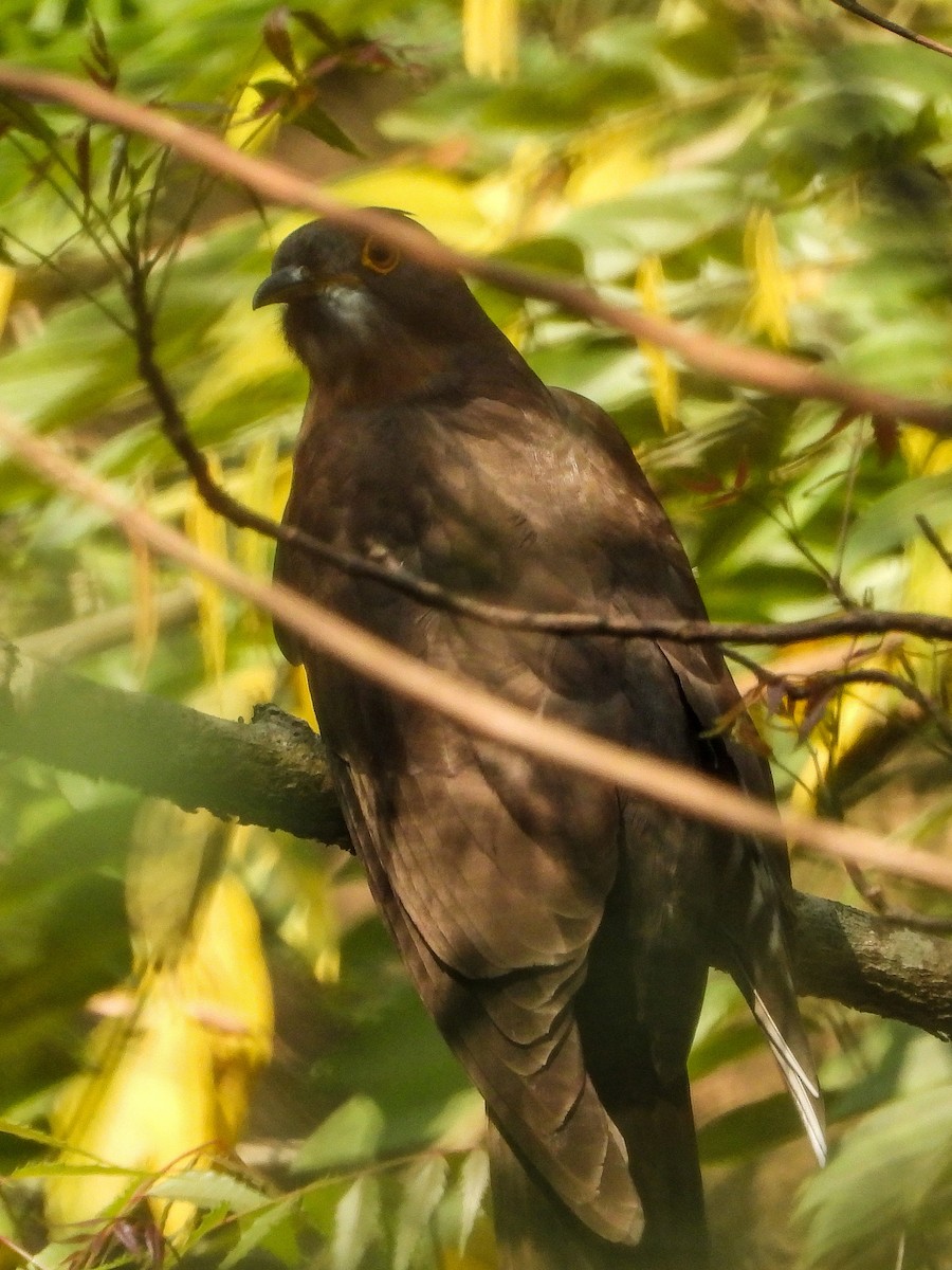 Large Hawk-Cuckoo - dhanapal kondasamy