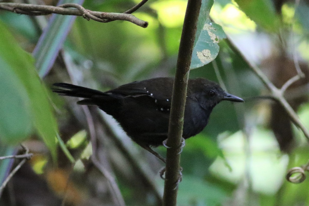 Black-throated Antbird - Paul Budde
