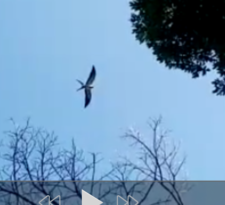 Swallow-tailed Kite - ML419547821