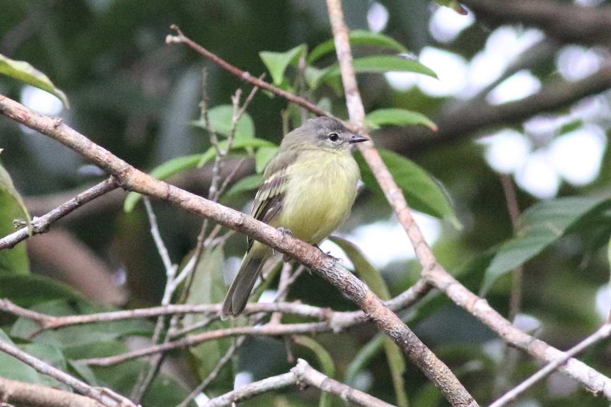 Gray-crowned Flatbill - ML419550991