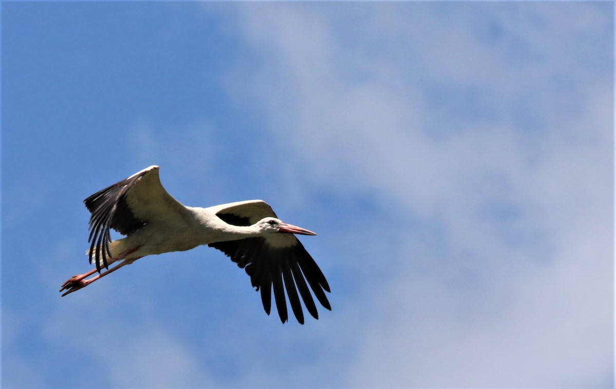 White Stork - Soeren Andersen